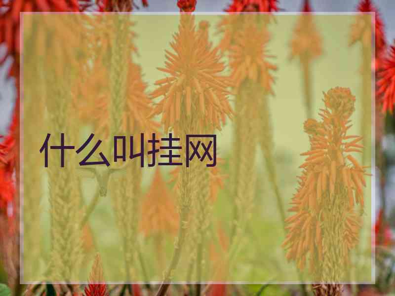 什么叫挂网