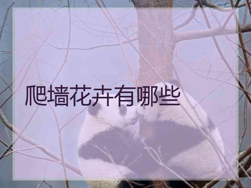 爬墙花卉有哪些